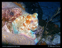Small Octopus during a night dive. by Margo Cavis 